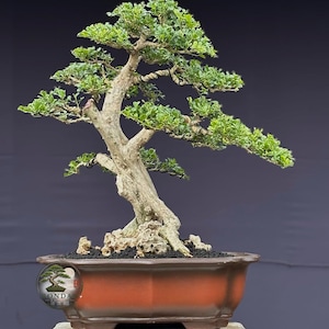 Op de afbeelding: Een bonsai-boom met een dikke, getextureerde, lichtgekleurde stam en meerdere takken bedekt met kleine, levendig groene bladeren. De boom staat in een rechthoekige, donkerbruine keramische pot met een gladde afwerking op een lichte ondergrond.