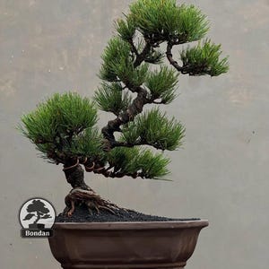 Op de afbeelding: Een dennenbonsai met een gebogen, getextureerde stam en dichte groene naalden, geplant in een rechthoekige bruine keramische pot met kleine voetjes. De basis van de boom toont blootliggende wortels boven donkere aarde. Een Bondan-logo is zichtbaar.
