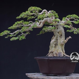 Live Bonsai Tree. Premna microphylla. Fukien Tea. Bonsai Tree.Medium Size RZ018. - Ficus - Tiger Brek - Japanese maple