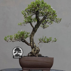 Op de afbeelding: Een bonsai boom met groene bladeren en een bruine stam, geplant in een bruine rechthoekige pot. De takken zijn bedraad voor vormgeving. Een logo met een boom silhouet en de naam "Bondan" is zichtbaar.