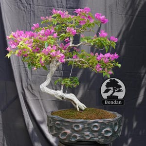 May include: A bonsai tree with vibrant pink flowers and green leaves. The tree has a white, twisted trunk and is planted in a dark, textured pot. The pot sits on a dark surface. The tree is labeled "Bondan".