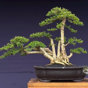 Mellanstor Cendrawasih Bonsaiträd – Tropisk paradisfågelbonsai – Exotisk krukväxt – Indonesisk bonsai – Levande växtpresent