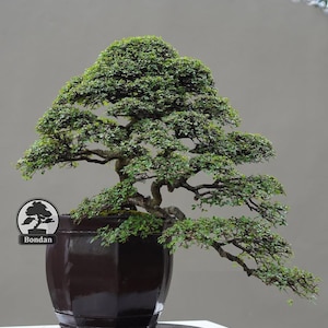 Op de afbeelding: Een bonsai-boom met weelderig groen gebladerte en een donkerbruine stam. De boom staat in een donkerbruine, achthoekige pot. De pot staat op een zwarte, ronde schaal. De achtergrond is neutraal grijs.