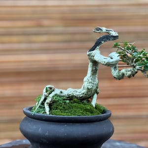 May include: A bonsai tree in a black ceramic pot. The tree features a twisted, pale trunk with a dark section and green leaves. The pot is set on a wooden surface.