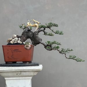 Op de afbeelding: Een bonsai met een dikke, getextureerde donkere stam en groene naalden, met een opvallend lichtgekleurd dood hout gedeelte. De boom staat in een rechthoekige terracotta pot met een zwarte lijntekening van een boom en Chinese karakters.
