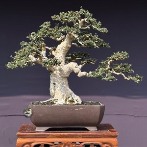 Ehretia microphylla. Bonsai Tree. Small Size SK. - Ficus - Tiger Brek - Japanese maple