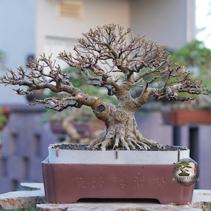 Könnte beinhalten: Ein laubabwerfender Bonsai-Baum mit einem dicken, strukturierten, hellbraunen Stamm und komplexen, blattlosen Ästen. Der Baum ist in einen rechteckigen, dunkelbraunen Keramiktopf mit hellgrauem Rand und sichtbaren chinesischen Schriftzeichen gepflanzt.