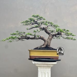 Könnte beinhalten: Ein Bonsai-Baum mit einem dicken, strukturierten Stamm und üppigem, grünem Laub. Der Baum steht in einem gelben, rechteckigen Topf mit braunem Rand auf einer weißen Säule. Die Äste des Baumes sind sorgfältig verdrahtet und geformt, was eine künstlerische Darstellung ergibt.