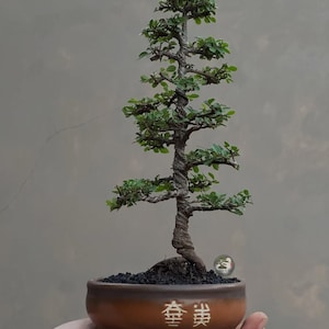 Op de afbeelding: Een lange, slanke bonsaiboom met een gedraaide, getextureerde stam en kleine groene blaadjes, geplant in een ronde, bruine keramische pot. De pot heeft twee witte Chinese karakters aan de voorzijde en bevat donkere, korrelige aarde aan de basis.