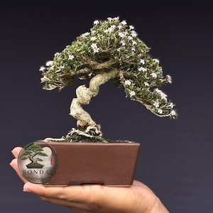 Op de afbeelding: Een bonsaiboom met een gedraaide, getextureerde stam en dicht groen blad met kleine witte bloemen. De boom staat in een rechthoekige bruine keramische pot. Een cirkelvormig logo met de tekst BONDAN is aan de linkerkant zichtbaar.