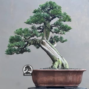 Live Bonsai Tree. Juniperus Chinensis. Medium Size RZ049. - Ficus - Tiger Brek - Japanese maple