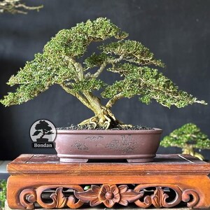 Serissa Micro. Bonsái. Tamaño pequeño SK054. - Ficus - Tiger Brek - Arce japonés