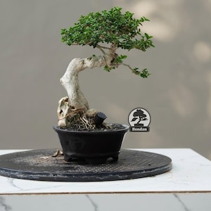 Pode incluir: Uma árvore bonsai com folhas verdes vibrantes e um tronco claro e curvo. A árvore está plantada em um vaso de cerâmica preto e está em uma superfície escura e texturizada. A imagem inclui um logotipo "Bondan".