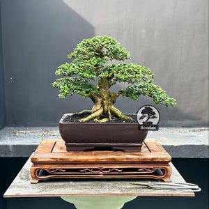 Live Bonsai Tree. Premna Micropyhlla. Small Size HRJ061. - Ficus - Tiger Brek - Japanese maple