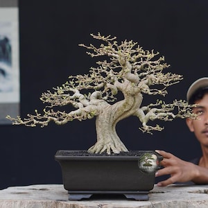 Op de afbeelding: Een bladverliezende bonsaiboom met een dikke, getextureerde, lichtbruine stam en complexe, knoestige takken met kleine, ontluikende groene blaadjes. De boom is geplant in een rechthoekige, donkergrijze keramische pot met een matte afwerking.