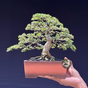 Pode incluir: Um bonsai com um tronco grosso e texturizado e folhagem verde em camadas, moldado com arame escuro. A árvore está plantada num vaso de cerâmica retangular de cor terracota preenchido com terra escura. Um logótipo circular com BONDAN é visível.