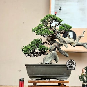 Puede incluir: Un bonsái con follaje verde vibrante y un tronco nudoso y envejecido. El árbol está plantado en una maceta rectangular gris oscuro y descansa sobre un soporte de madera. La imagen incluye un encendedor rojo y una pintura en el fondo.