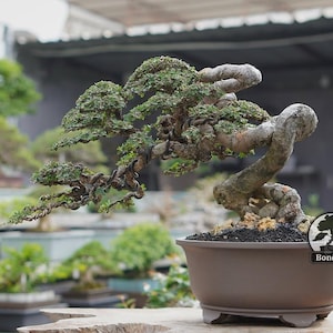 Bonsái vivo. Olmo chino. Tamaño mediano RZ046. - Ficus - Tiger Brek - Arce japonés