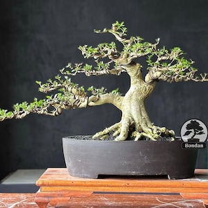 Levende bonsaiboom. Wrightia Religiosa. Klein formaat SK0046. - Ficus - Tiger Brek - Japanse esdoorn
