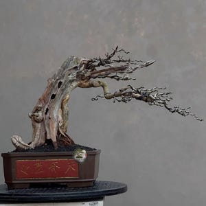 Live Bonsai Tree. Maclura cochinchinensis. Medium Size HJ. - Ficus - Tiger Brek - Japanese maple