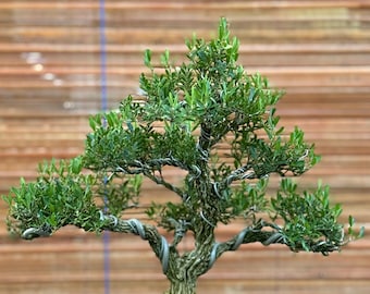 bambus staunsse Bambus fr den Balkon kaufen  Green Me Up