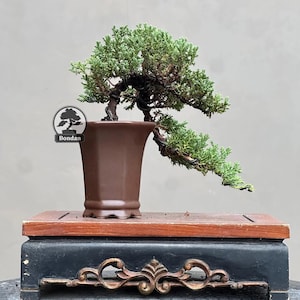 Op de afbeelding: Een bonsai boom met groene bladeren en een gedraaide stam in een bruine pot. De pot staat op een houten standaard met een decoratieve zwarte basis. Het logo "Bondan" is zichtbaar.