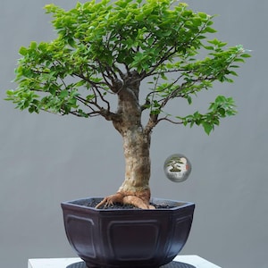 Könnte beinhalten: Ein Bonsai-Baum mit einem dicken, strukturierten, hellbraunen Stamm und leuchtend grünen Blättern, gepflanzt in einem dunkelbraunen, sechseckigen Keramiktopf. Der Baum hat eine breite, ausladende Krone und sichtbare Wurzeln am Stammfuß.