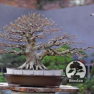 Żywe drzewko bonsai. Ficus Racemosa. Drzewko bonsai. Średniej wielkości RZ027. - Ficus - Tiger Brek - Klon japoński