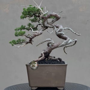 Pode incluir: Um bonsai de zimbro com um tronco retorcido e desgastado em tons castanhos e brancos, com folhagem verde vibrante. A árvore está plantada num vaso quadrado de cerâmica castanha mate com terra escura e grossa. Um pequeno logótipo circular é visível.