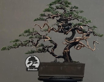 生命の木。盆栽ビャクシン チネンシス サルジェンティ - Etsy 日本