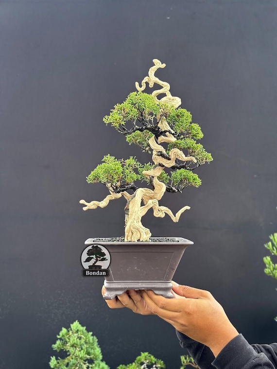 Live Bonsai Tree. Juniperus Chinensis. Bonsai Tree. Small Size RZ035. -  Ficus - Tiger Brek - Japanese Maple - Etsy