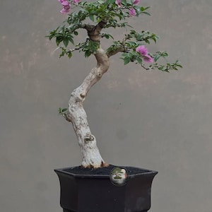 Live Bonsai Tree. Bougainvillea. Medium Size SK. - Ficus - Tiger Brek - Japanese maple