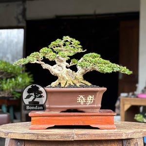 Op de afbeelding: Een bonsai boom in een bruine rechthoekige pot, met een lichtbruine houten standaard. De bonsai heeft groene bladeren en een dikke, getextureerde stam. De pot heeft Chinese karakters. De bonsai staat op een houten tafel.