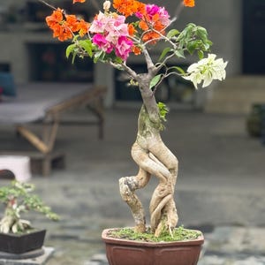 May include: A bonsai tree with vibrant orange, pink, and white flowers. The tree has a twisted, textured trunk and is planted in a brown ceramic pot. The bonsai is a decorative plant, perfect for home or office decor.