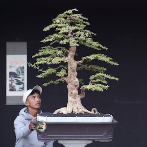Pode incluir: Um bonsai maduro com um tronco grosso, texturizado e castanho-claro, com ramos de folhagem verde em camadas moldados com arame. A árvore está plantada num recipiente retangular cinzento-escuro com rebordo branco sobre um pedestal.