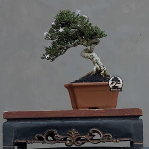 Op de afbeelding: Een bonsai met een knoestige, getextureerde stam en dicht groen blad met kleine witte bloemen, geplant in een rechthoekige terracotta-kleurige keramische pot. Een rond logo met de tekst Bondan is zichtbaar op de zijkant van de pot.