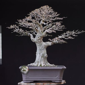 Könnte beinhalten: Ein laubabwerfender Bonsai-Baum mit einem dicken, strukturierten, hellgrauen Stamm und komplexen, blattlosen Ästen, die sich ausbreiten. Der Baum ist in einen rechteckigen, mattgrauen Keramiktopf mit dunkler Erde gepflanzt, vor dunklem Hintergrund.