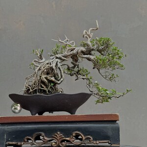 Peut inclure: Un bonsaï avec un système racinaire noueux et apparent, ainsi que des branches torsadées portant de petites feuilles vertes. L'arbre est planté dans un pot en céramique sombre, peu profond et festonné, posé sur un socle en bois sculpté.