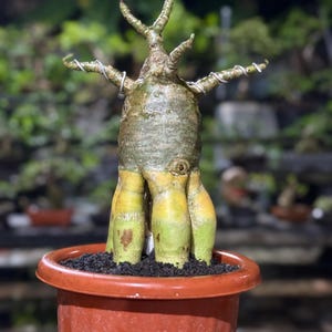 Op de afbeelding: Een kleine bonsai-boom in een pot met een dikke, getextureerde stam en takken. De boom heeft een unieke vorm, met een bolvormige basis en draad gewikkeld rond de takken. De pot is roodbruin van kleur, en de grond is donker.