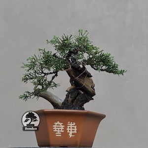 Kleine Cupressus Gigantea Bonsai – Levende cipres – Groenblijvende conifeer bonsai – Exotische grote bonsai – Miniatuurboom voor buiten