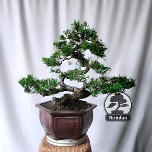 Puede incluir: Un bonsái con follaje verde vibrante y un tronco grueso y texturizado. El árbol está plantado en una maceta marrón de forma cuadrada. La maceta se encuentra sobre un soporte tejido. Un logotipo con la palabra "Bondan" es visible.