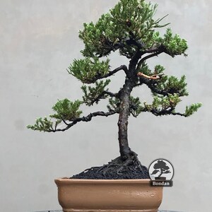 Op de afbeelding: Een bonsai boom met groene bladeren en een donkere, getextureerde stam. De boom is geplant in een rechthoekige, lichtbruine pot. De afbeelding bevat een logo met het woord "Bondan".