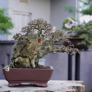 Live Bonsai Tree. Strubus Asper. Small Size RZ. - Ficus - Tiger Brek - Japanese maple