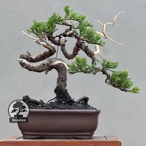 Small Cupressus Gigantea Bonsai Tree – Cypress Live Plant – Evergreen Conifer Bonsai – Exotic Large Bonsai – Outdoor Miniature Tree