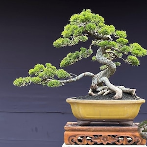 Średniej wielkości drzewko bonsai Juniperus Chinensis Sargentii – żywa roślina z jałowcem chińskim – wiecznie zielone drzewko bonsai do użytku zewnętrznego – miniaturowe drzewko w stylu japońskim