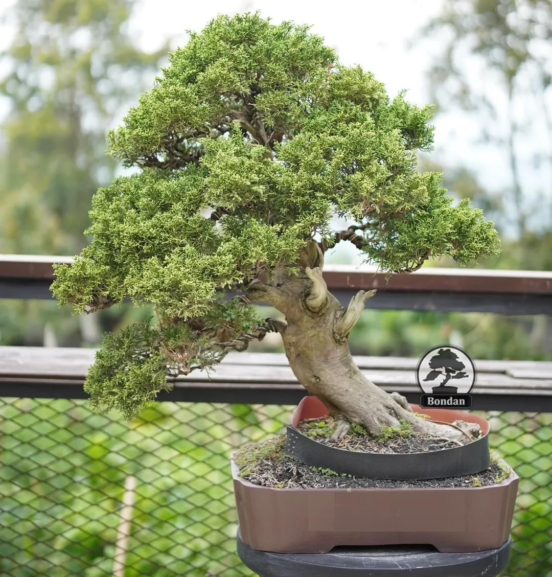 Live Bonsai Tree. Juniperus Chinensis Sargenti. Bonsai Tree