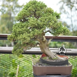 Op de afbeelding: Een bonsai boom met weelderig groen blad en een dikke, getextureerde stam. De boom staat in een bruine rechthoekige pot. De achtergrond is wazig, wat duidt op een buitenomgeving.