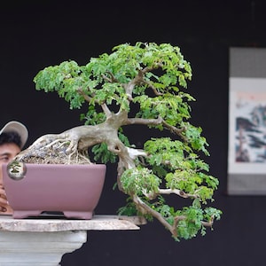 Bonsái vivo. Pithecellobium tortum. Bonsái. Tamaño mediano RZ. - Ficus - Tiger Brek - Arce japonés