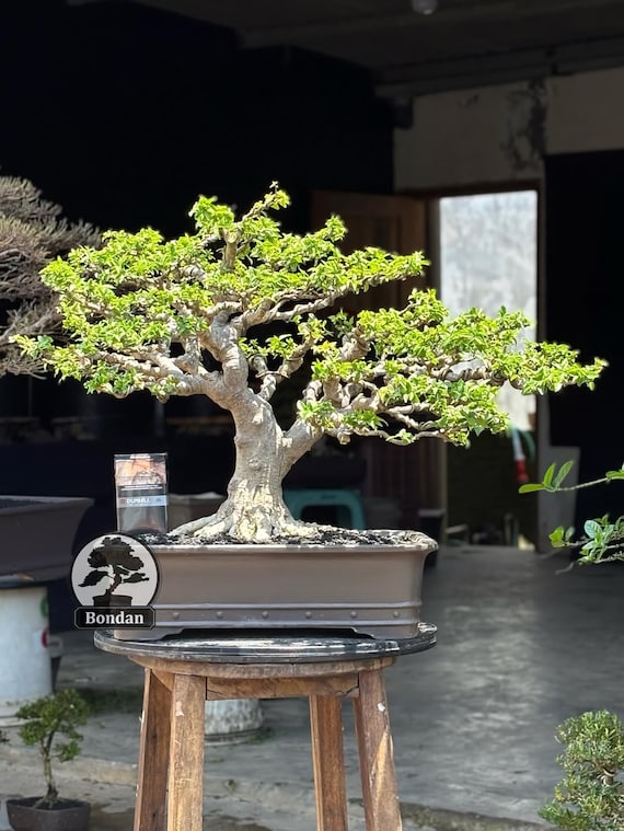 lego bonsai gebraucht Bonsai Tree Lego main image 1