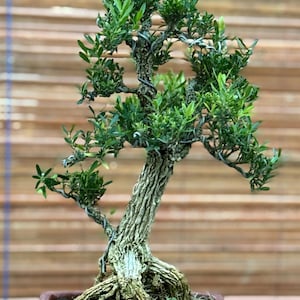 ywe drzewko bonsai. Ficus microcarpa. May rozmiar RZ041. - Ficus - Tiger  Brek - klon japoski - Etsy Polska